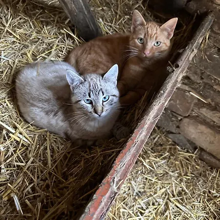 Quinta Dos Avós Lourenço