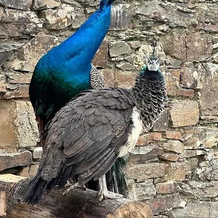 Quinta Dos Avós Lourenço Casa rural Sertã