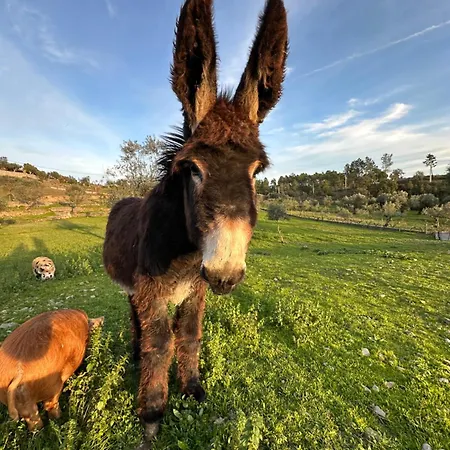 Quinta Dos Avós Lourenço Casa rural *
