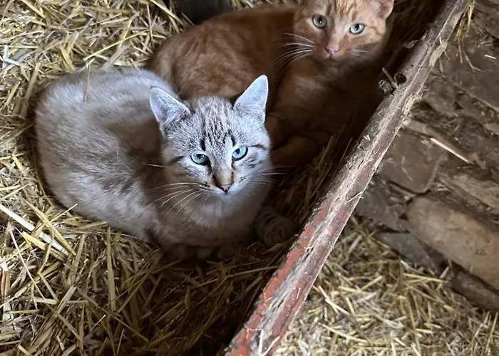 Quinta Dos Avos Lourenco