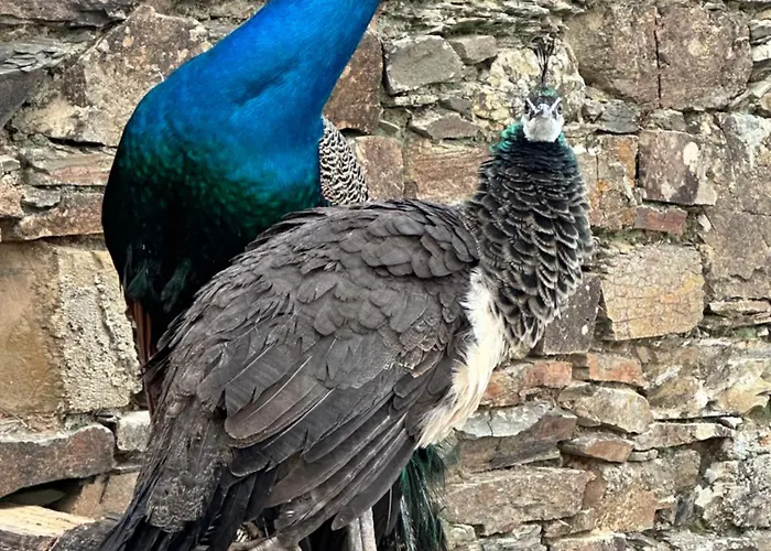 Quinta Dos Avos Lourenco בית כפרי Sertã